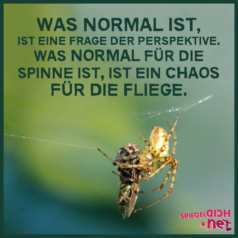 Was_normal_ist_wandel-spinne-fliege